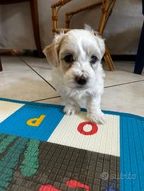 Cucciolo maltipoo
