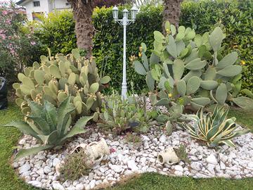 piante grasse fichi d india agave cactus