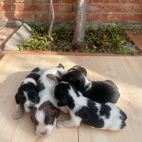 Springer Spaniel Inglese