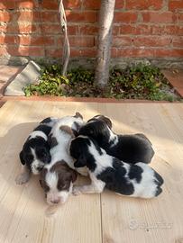 Springer Spaniel Inglese