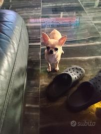cft chihuahua mini Toy 