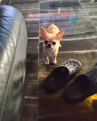 cft chihuahua mini Toy 