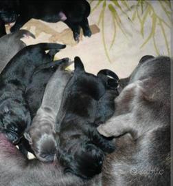 Cucciolo cane corso