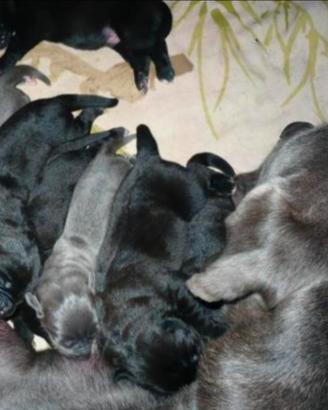 Cucciolo cane corso