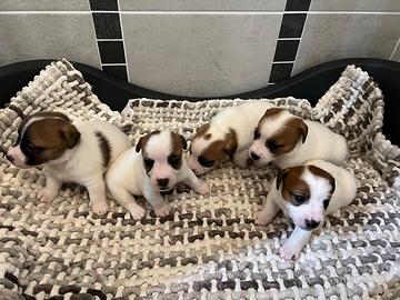 Cuccioli Jack Russell Terrier con Pedigree