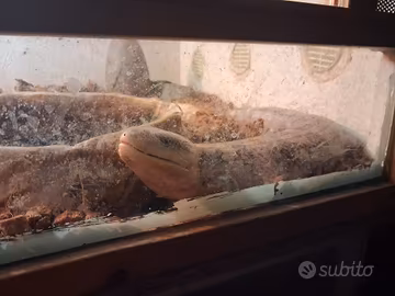 tiliqua scincoides + terrario allestito 
