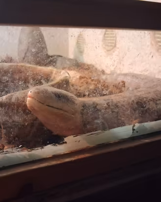 tiliqua scincoides + terrario allestito 