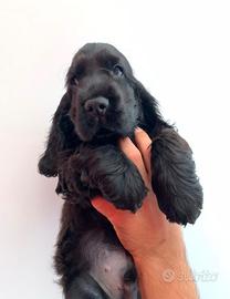 Cocker spaniel inglese pedigree