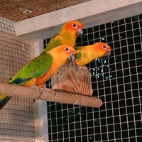 Conuri jandaya e del sole