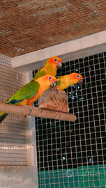 Conuri jandaya e del sole