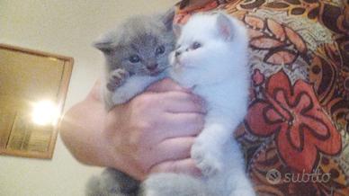 Gatti scottish
