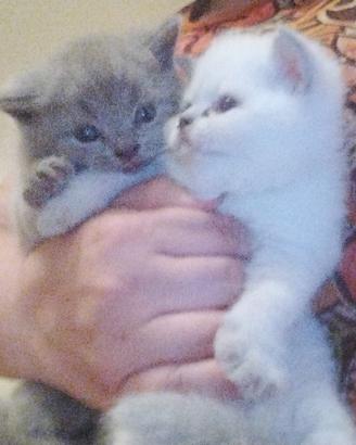 Gatti scottish