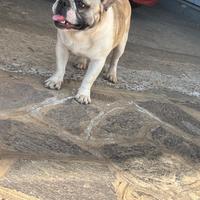 Bulldog francese per monta