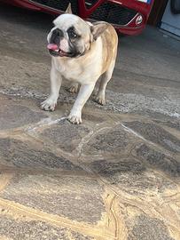 Bulldog francese per monta