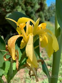 Canna d’India altezza 90 cm in vaso da 27.