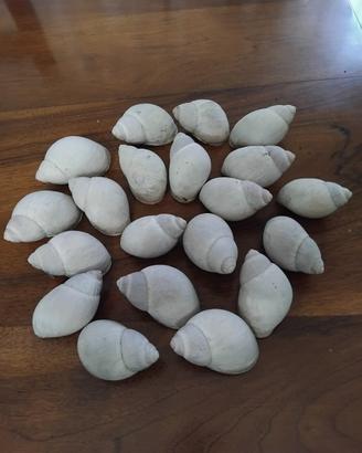  collezione conchiglie pietra pomice gigante 
