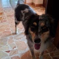 Regalasi pastore australiano