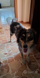 Regalasi pastore australiano