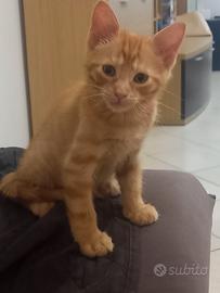 Rarissima gattina rossa femmina