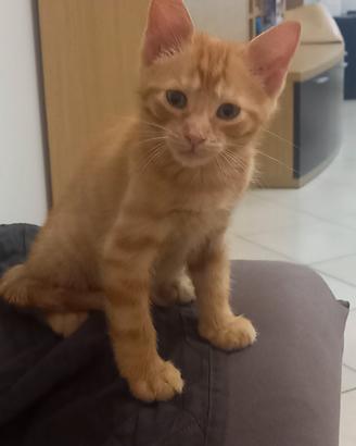 Rarissima gattina rossa femmina