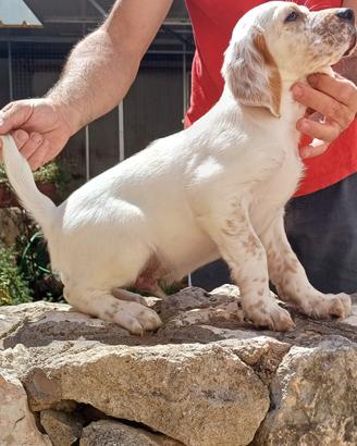 Disponibile cucciolo di setter inglese