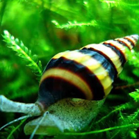 Lumache Anentome Helena