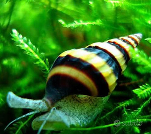 Lumache Anentome Helena