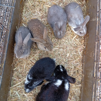 Coniglietti arietini nani di 2 mesi