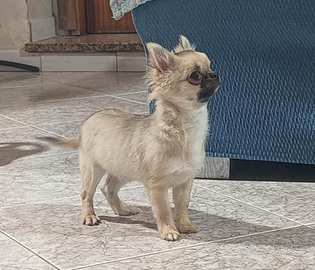 Cucciolo chihuahua con pedigree