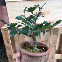 Pre-Bonsai Agrifoglio