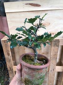 Pre-Bonsai Agrifoglio