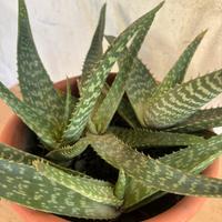 Pianta aloe maculata