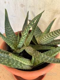 Pianta aloe maculata