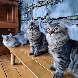 Cucciolo gatto Siberiano pedigree