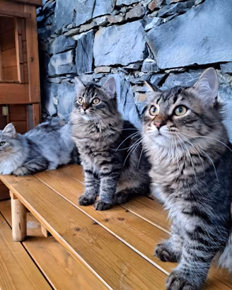 Cucciolo gatto Siberiano pedigree