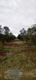   Oliveto  / Orto 