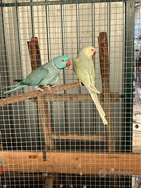 Coppia parrocchetti dal collare