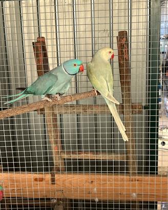 Coppia parrocchetti dal collare