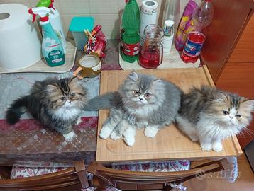 Gatto persiano