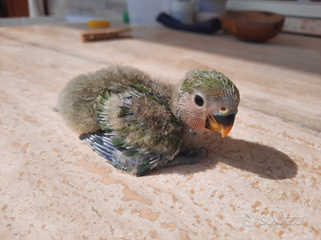 Pappagallini inseparabili