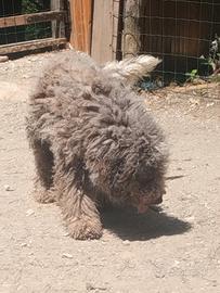 Lagotto romagnolo maschio per accoppiamento