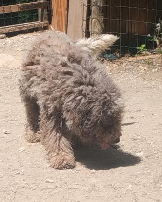Lagotto romagnolo maschio per accoppiamento
