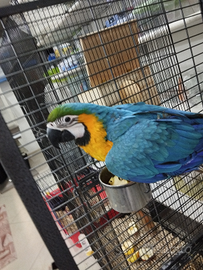 Ara arauna allevata a mano