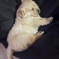 Cane razza golden retriever