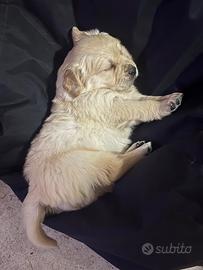 Cane razza golden retriever