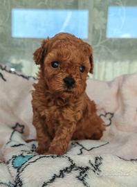Cuccioli barboncino