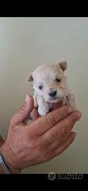 Maltipoo Paga con 12 comode rate