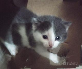 Gattini