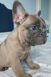Bulldog francese