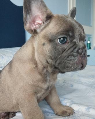 Bulldog francese